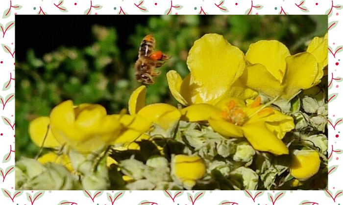Une abeille sur une molène dans la forêt ©Arbre aux Abeilles