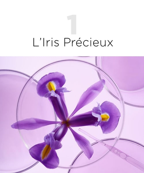 Iris précieux