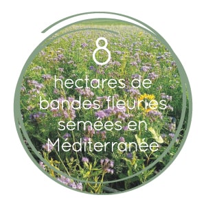 Beauty Success X Pur Projet - 8 hectares de bandes fleuries plantées en Méditerranée