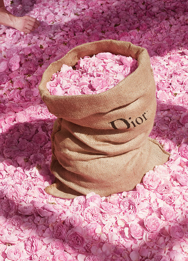 Dior Grasse