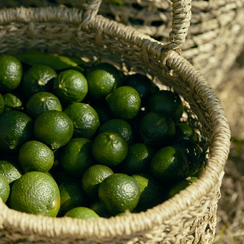 Mandarine Basilic Harvest