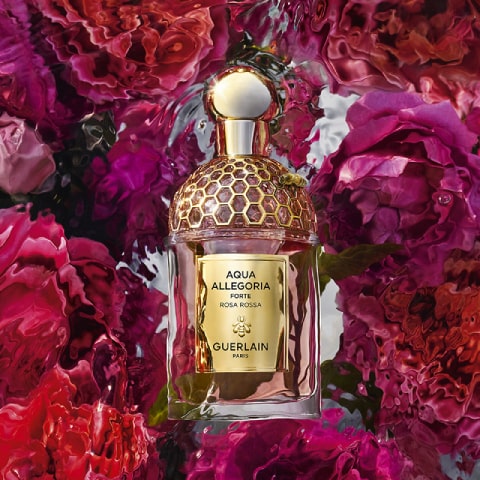 Rosa Rossa Forte
