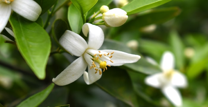 fleur d'oranger