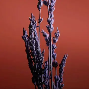 Pour un Homme de Caron Le Soir Eau de Parfum Intense - Vaporisateur 125ML - Caron - Parfum - Visuel 4