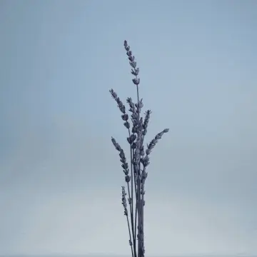 Pour un Homme de Caron Le Matin Eau de Toilette - Vaporisateur 200ML - Caron - Parfum - Visuel 4