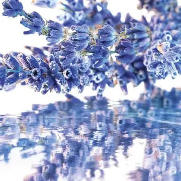 Coffret Mon Guerlain Eau de Parfum 50ml, Lait Corps & Miniature  - Guerlain - Parfum - Visuel 3