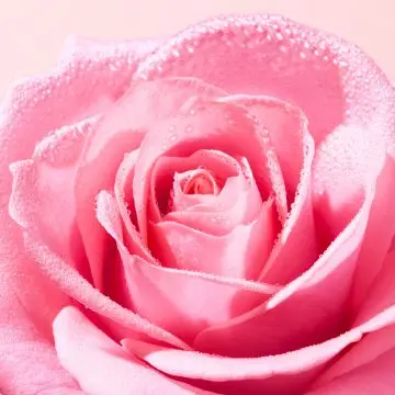Very Rose Eau Micellaire Démaquillante Apaisante 100ml - Nuxe - Soin - Visuel 4