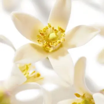 Prodigieux® Néroli Gelée de Douche 200ml Prodigieux® Néroli Gelée de Douche 200ml