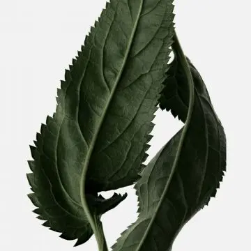 Le Patchouli Élixir Eau de Parfum 100ml - Reminiscence - Parfum - Visuel 3