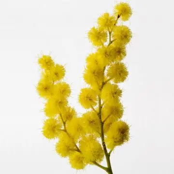 Sous un Mimosa de Provence Eau de Toilette Intense 100ml - Reminiscence - Parfum - Visuel 4