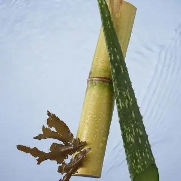 The Ritual of Karma Brume Corps & Cheveux 50ml - RITUALS - Soin - Visuel 2