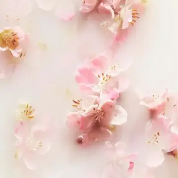 The Ritual of Sakura Coffret Cadeau L Corps & Bain  - RITUALS - Soin - Visuel 4