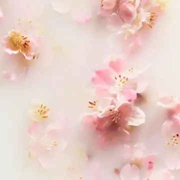Coffret The Ritual of Sakura Mousse et Huile de Douche, Crème Corps & Brume Corps et Cheveux  - Rituals - Soin - Visuel 3