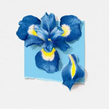 Fleur d'Iris Eau de Parfum 50ml - Solinotes - Parfum - Visuel 2