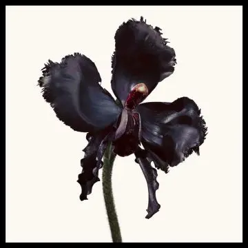 Black Orchid Reserve Eau de Parfum 100ml - Tom Ford - Parfum - Visuel 2